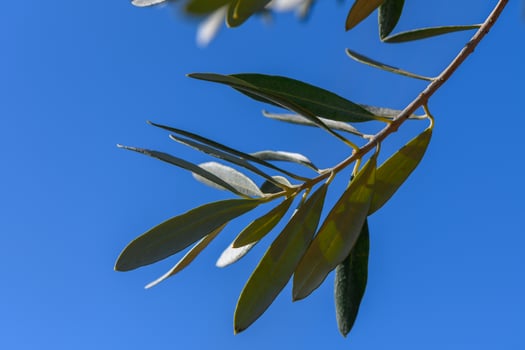 Lush green olive leaves basking under a vibrant blue sky on a sunny day. photo