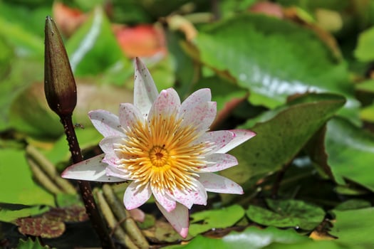 Lotus buds and lotuses bloom with swarms of insects flying towards them. photo