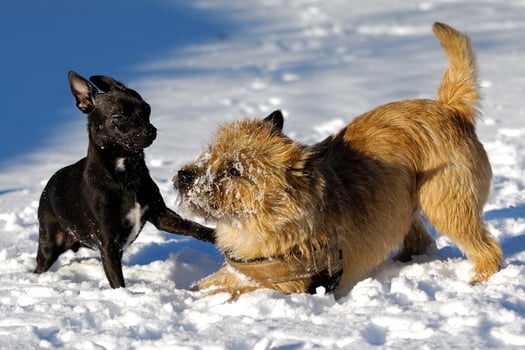 Two dogs playing photo