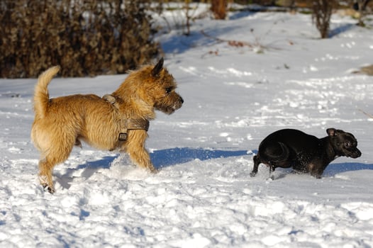 Two dogs in the snow photo