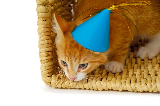 Kitten with hat photo
