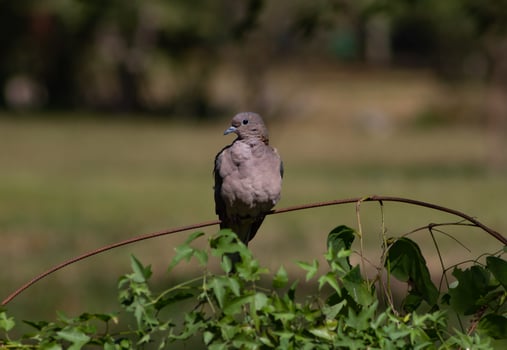 Wood pigeon perching on a branch photo