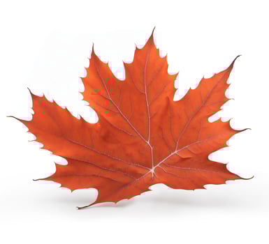 Red Maple Leaf on White Background photo