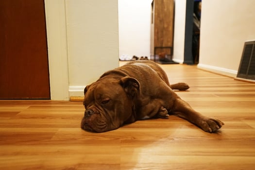 Red English Bulldog laying on wood parquet floor photo