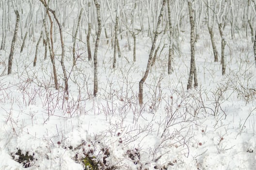young oak forest after snowfall. Deciduous trees in the winter season. Winter nature concept background photo