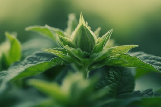 Close-up of a vibrant green plant bud, sunlight illuminating its delicate leaves. photo