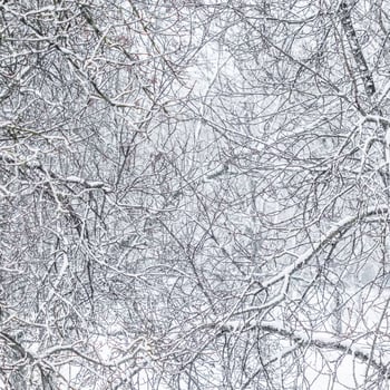 Fairytale fluffy snow-covered trees branches, nature scenery with white snow and cold weather. Snowfall in winter park photo