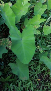 Beautiful Asian Taro or Colocasia esculenta leave photo