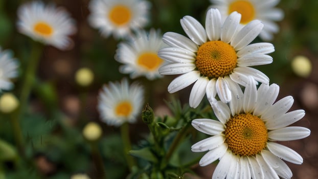Two Daisies Blooming Close Together In A Garden photo