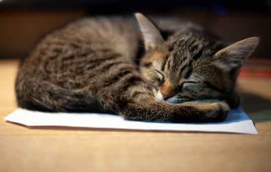 Little cat sleeping photo