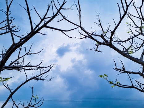 The background view of a cloudy sky with trees copies space in Indonesia photo