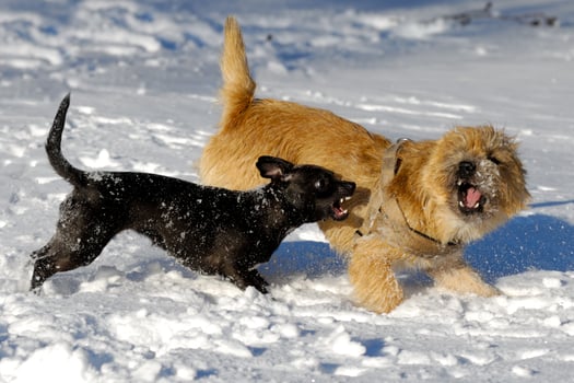 fighting dogs in the snow photo