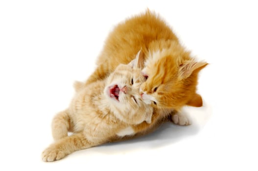 Fighting kittens taken on a white background photo