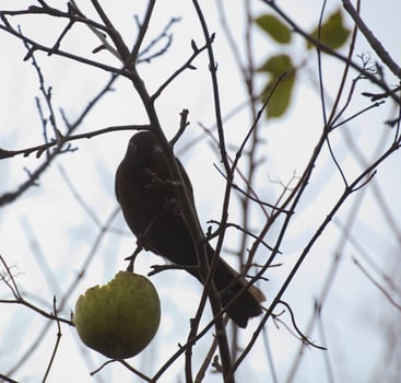 Female common blackbird Turdus merula sitting on a bare tree with an apple photo
