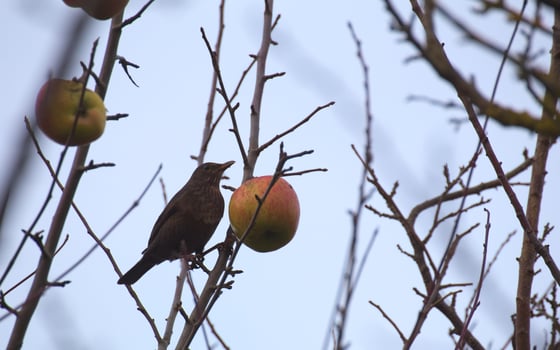 Female common blackbird Turdus merula sitting on a bare tree with an apple photo
