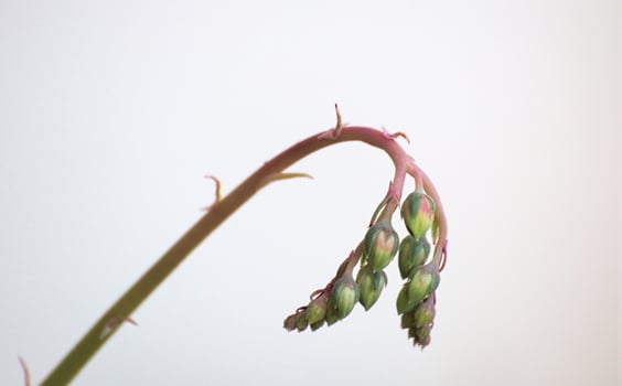 Inflorescence of a succulent plant on white background photo