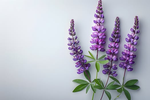 Elegant Lupine Flowers Arrangement on Soft Pastel Background for Floral Design photo