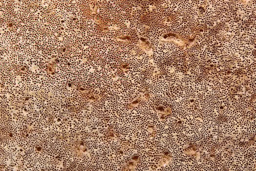 Macro shot of the lower side of the birch polypore Piptoporus betulinus fungus photo