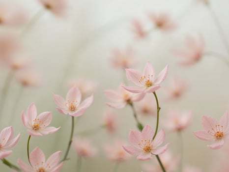 Pink Flower Blossoms with Soft Focus Background. photo