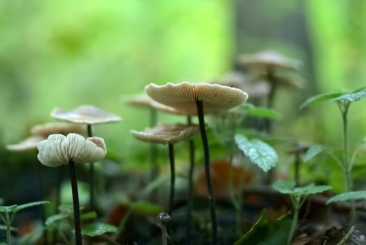 Marasmius alliaceus, commonly known as the Garlic Parachute photo