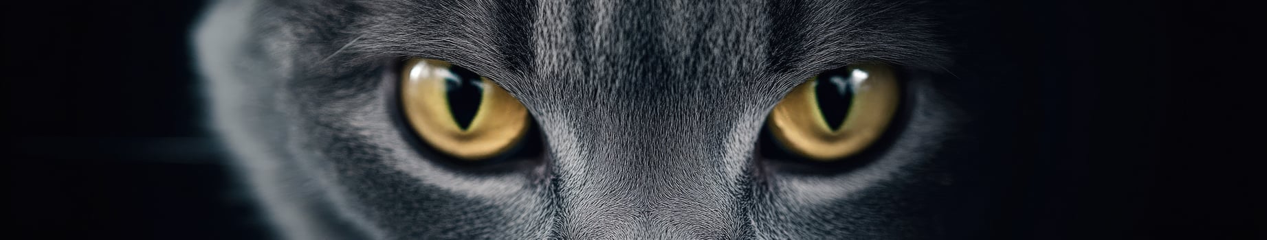 Close-up of a cat's striking yellow eyes against dark fur photo