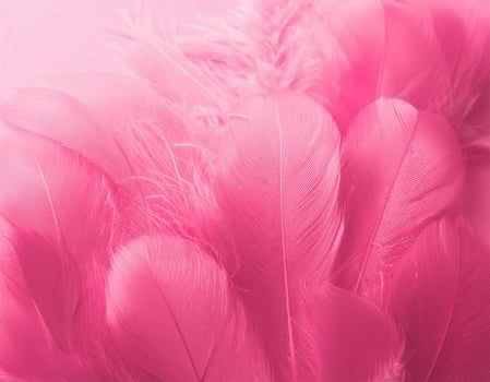 Pink feathers as background photo
