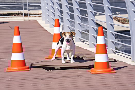 Jack Russell Terrier on Wooden Deck with Traffic Cones photo