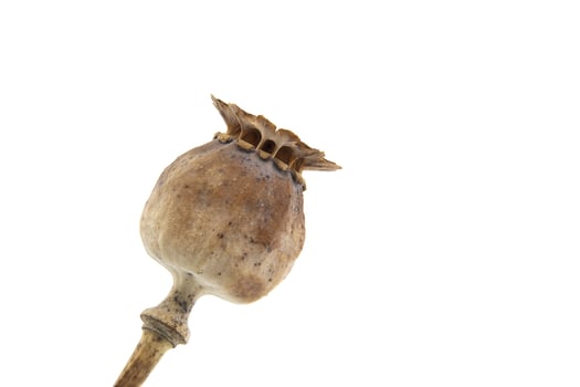 Close-Up of Dried Poppy Seed Pod on White Background photo