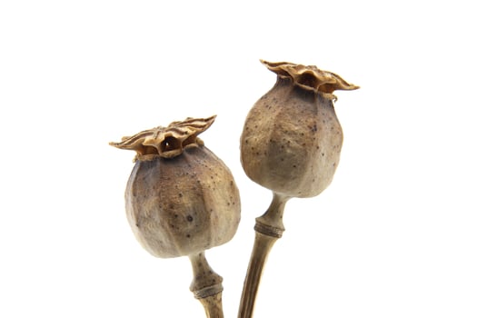 Close-Up of Dried Poppy Seedheads Against a White Background photo