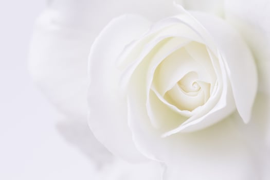 Abstract floral background, white rose flower petals. Macro flowers backdrop for holiday design. Soft focus photo