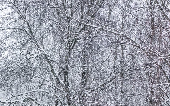 Fairytale fluffy snow-covered trees branches, nature scenery with white snow and cold weather. Snowfall in winter park photo