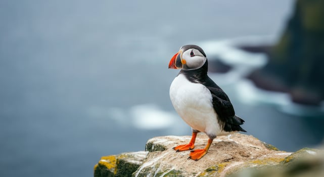 Atlantic puffin on cliff overlooking ocean in natural habitat photo