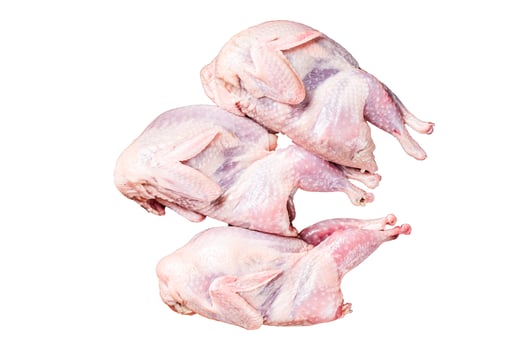 Raw whole quails ready for cooking. Isolated, white background. photo