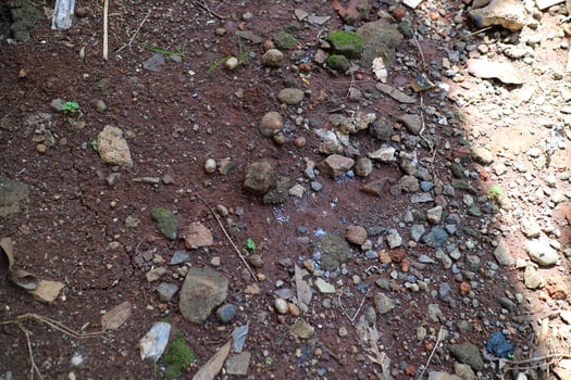 Dark brown soil texture with lots of stones and dry leaves, photographed during the day photo