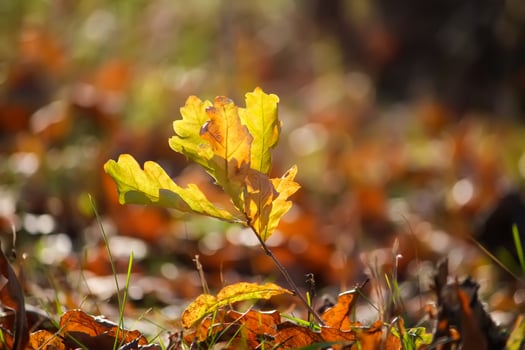 Fall leaves on the ground in autumn forest. photo