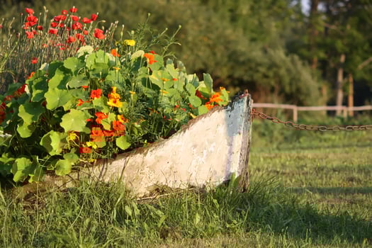 Beautiful flowers of nasturtiums. photo