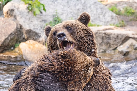 two Wild brown bear ,ursus arctos playing photo
