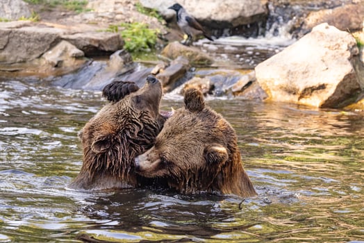 two Wild brown bear ,ursus arctos playing photo