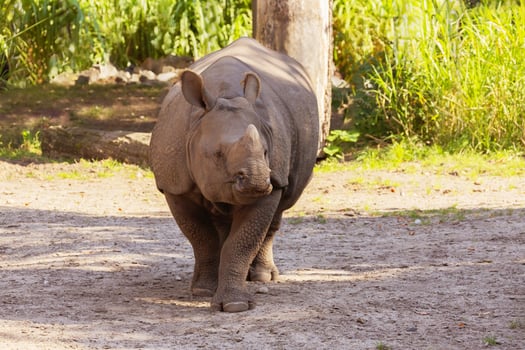 portrait of an adult rhinoceros on a sunny day in selective focus. photo