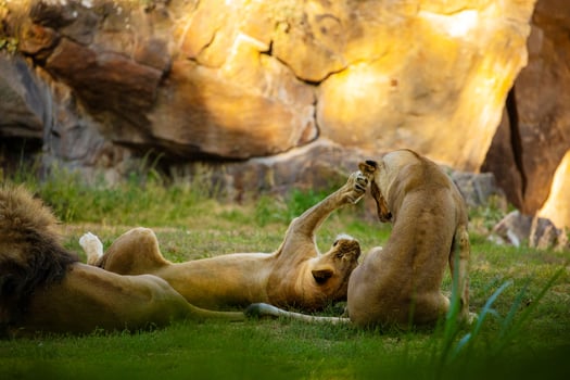 Pair adult Lions playing in zoological garden photo