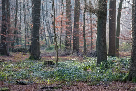 forest in westphalia near borken photo