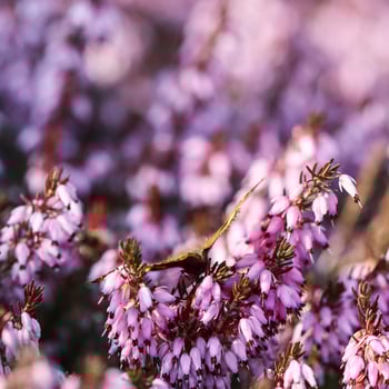 Pink Erica Carnea flowers , Winter Hit and a butterfly in a spring garden photo