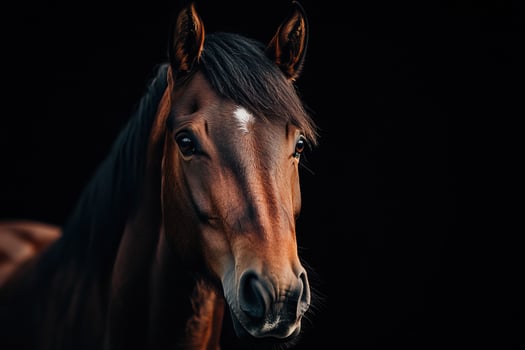 Portrait of a horse against a dark background photo