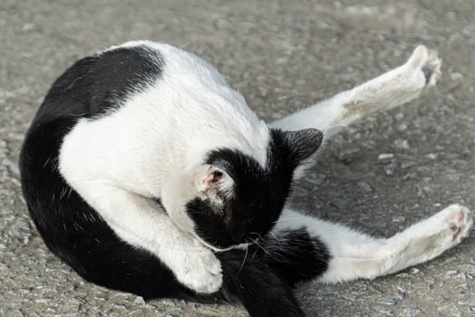 Black and White Cat Posing on a Road Surface photo