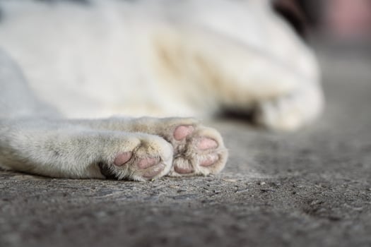 Close Up of a Cat Paw Relaxing on the Ground photo