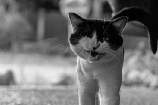 Blurred black and white cat in an aggressive pose, capturing wild feline emotions in artistic photography photo