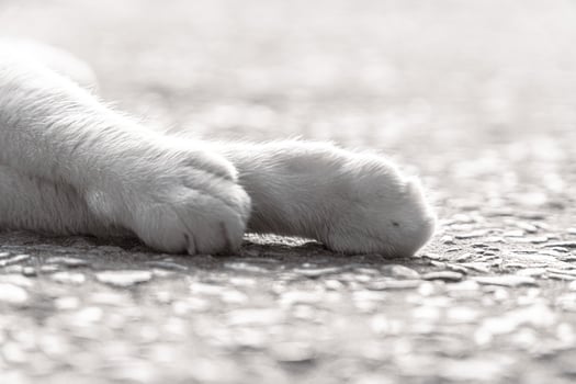 Close-up of Furry White Cat Paws on Ground, Ideal for Animal and Wildlife Photography Themes photo