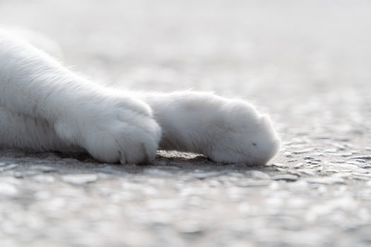 Close-up of Furry White Cat Paws on Ground, Ideal for Animal and Wildlife Photography Themes photo