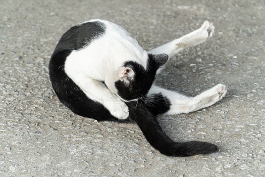 Black and White Cat Posing on a Road Surface photo