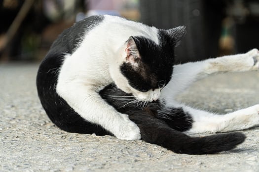 Black and White Cat Posing on a Road Surface photo